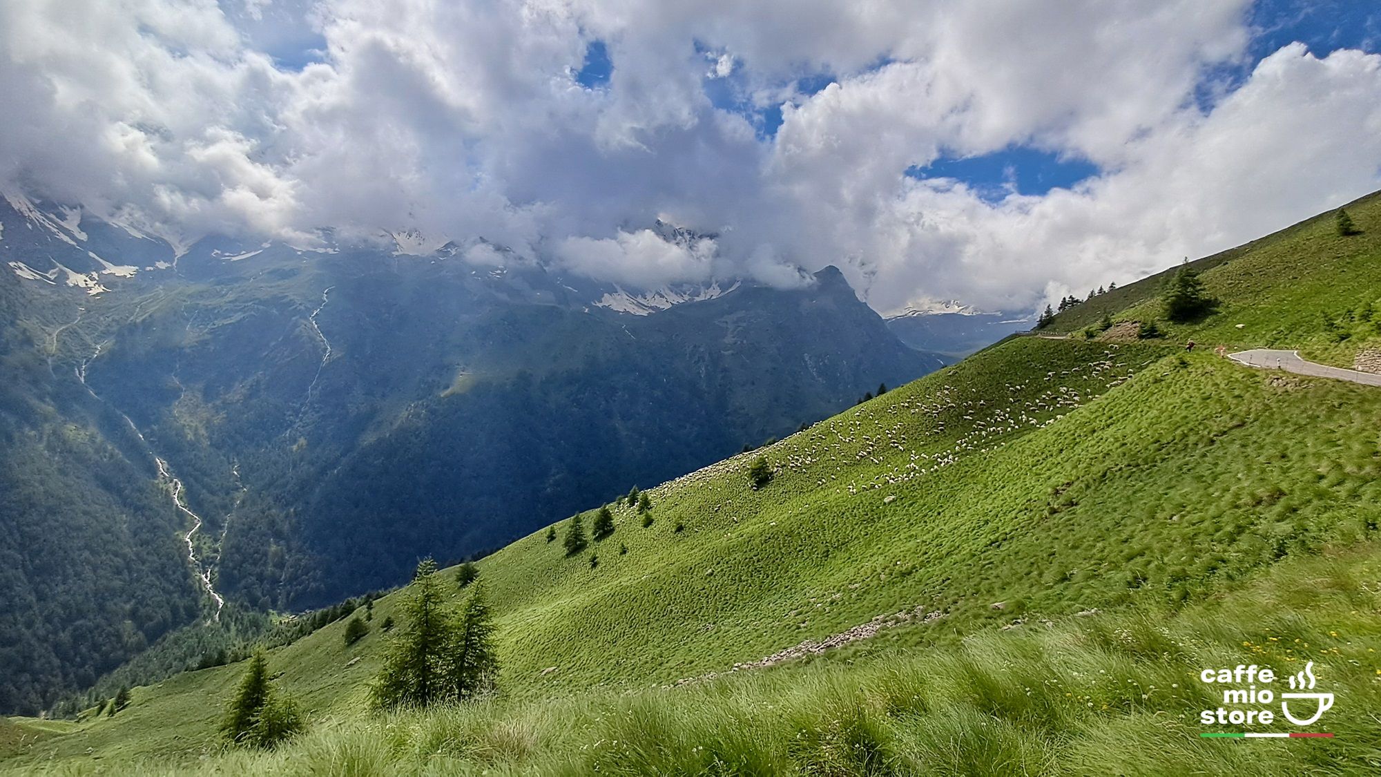 gavia-passo2-caffemio-store